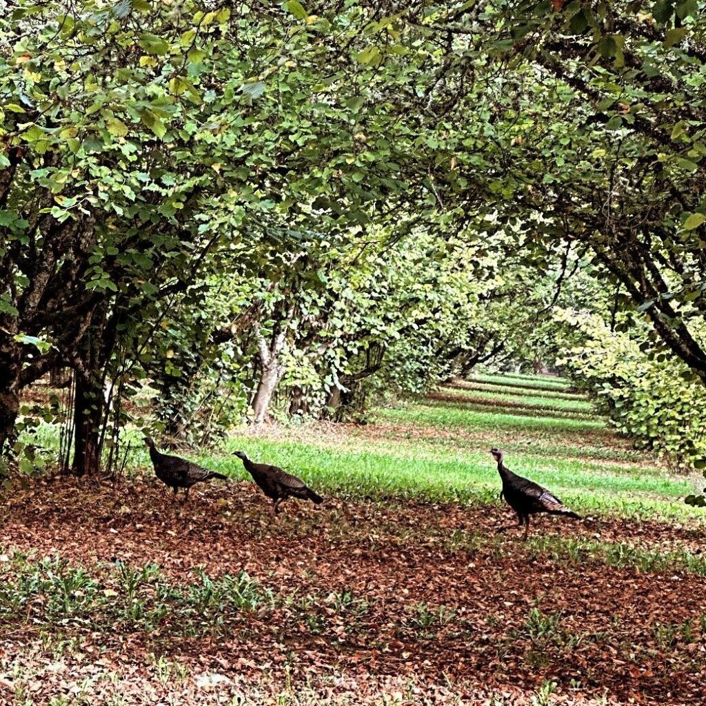 turkeys running through the orchard