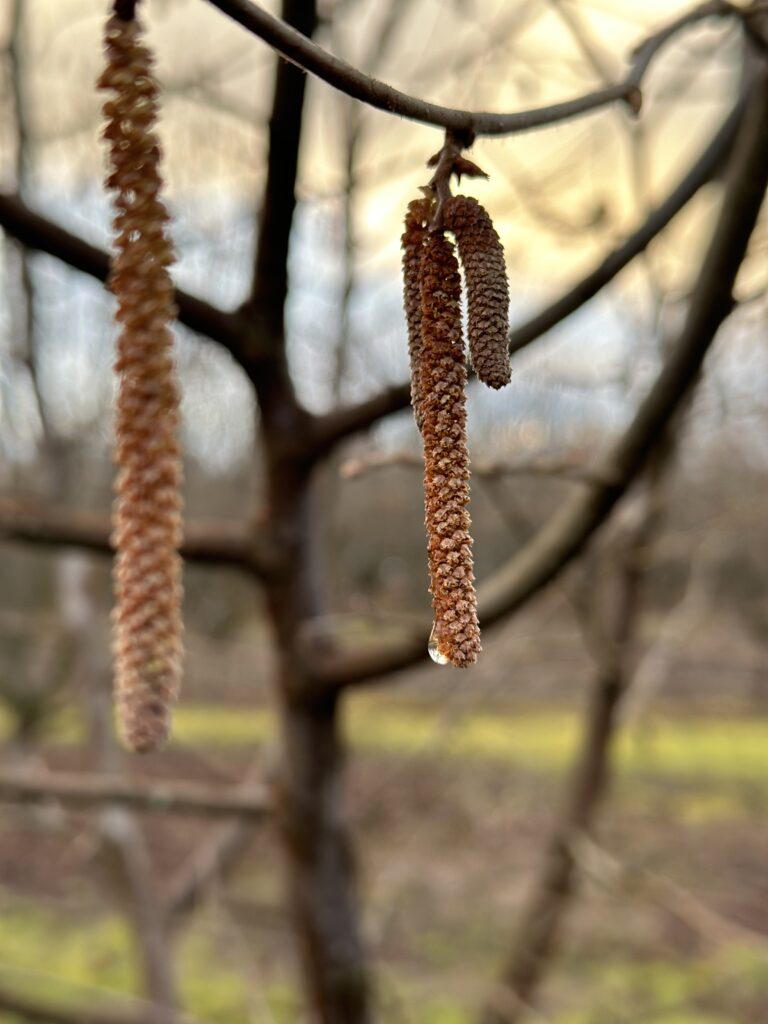 catkins in the rain